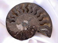 Ammonite Cut & Polished Pairs, 15-17cm - AAA Quality