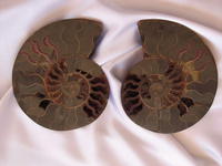 Ammonite Cut & Polished Pairs, 19-21cm - AA Quality