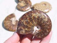 Whole Polished Ammonites with Suture Patterns, 5-7cm