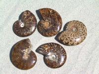 Whole Polished Ammonites with Suture Patterns, 5-7cm