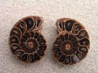 Ammonite Cut & Polished Jewellery Pairs, 5-7cm-AAA Quality 10 Pairs