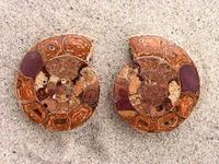 Ammonite Cut & Polished Jewelry Pairs, 3-5cm AA Quality 100 Pairs