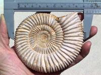 Whole White Ammonites, 9-11cm