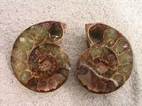 Ammonite Cut & Polished Jewelry Pairs, 5-7cm - AA Quality - 500 Pairs