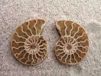 Ammonite Cut & Polished Jewelry Pairs, 3-5cm - AAA Quality 2PAIR