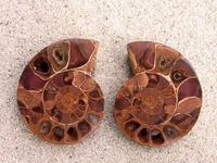 Ammonite Cut & Polished Jewelry Pairs, 3-5cm AA Quality 100 Pairs