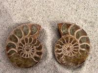 Ammonite Cut & Polished Jewelry Pairs, 5-7cm - AA Quality - 500 Pairs