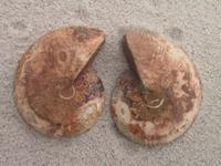 Ammonite Cut & Polished Jewellery Pairs, 5-7cm-AAA Quality 10 Pairs