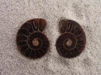 Ammonite Cut & Polished Jewelry Pairs, 3-5cm - AAA Quality 2PAIR