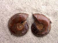Ammonite Cut & Polished Jewelry Pairs, 3-5cm - AAA Quality 2PAIR