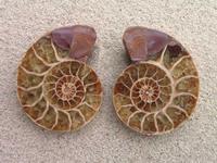 Ammonite Cut & Polished Jewellery Pairs, 5-7cm-AAA Quality 10 Pairs