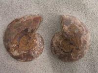 Ammonite Cut & Polished Jewelry Pairs, 5-7cm - AA Quality - 500 Pairs