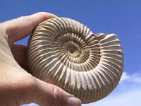 Whole White Ammonites, 9-11cm
