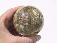 Ammonite Sphere (60mm)