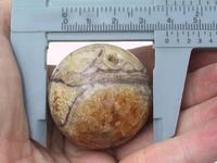 Ammonite Sphere (40mm)