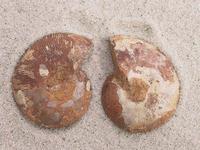 Ammonite Cut & Polished Jewelry Pairs, 3-5cm AA Quality 100 Pairs