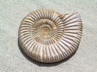 Whole White Ammonites, 9-11cm