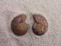 Ammonite Cut & Polished Jewelry Pairs, 1-3cm - AAA Quality 10 Pairs