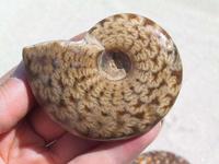 Whole Polished Ammonites with Suture Patterns, 5-7cm