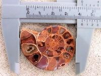 Ammonite Cut & Polished Jewelry Pairs, 3-5cm AA Quality 100 Pairs