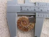 Ammonite Cut & Polished Jewelry Pairs, 1-3cm - AAA Quality 10 Pairs