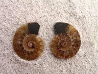 Ammonite Cut & Polished Jewelry Pairs, 1-3cm - AAA Quality 10 Pairs