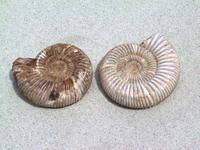 Whole White Ammonites, 9-11cm