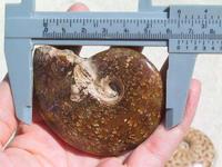 Whole Polished Ammonites with Suture Patterns, 5-7cm