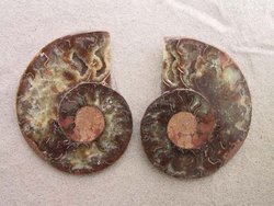 Ammonite 4-6 inch 80 LB Lot AA Quality