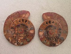 Ammonite 4-6 inch 80 LB Lot AA Quality