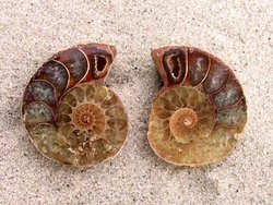 Ammonite Cut & Polished Jewellery Pairs, 1-3cm AA Quality 100 Pairs