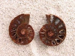Ammonite Cut & Polished Jewellery Pairs, 1-3cm AA Quality 100 Pairs