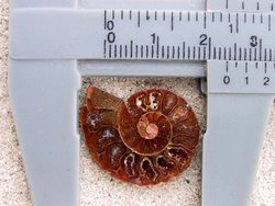 Ammonite Cut & Polished Jewellery Pairs, 1-3cm AA Quality 100 Pairs