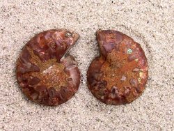 Ammonite Cut & Polished Jewellery Pairs, 1-3cm AA Quality 100 Pairs