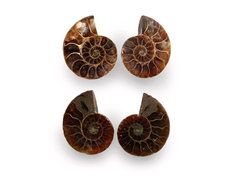 Ammonite Cut & Polished Jewellery Pairs, 1-3cm - AAA Quality - 3 Pairs