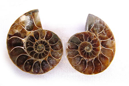 Ammonite Cut & Polished Jewellery Pairs, 1-3cm - AAA Quality - 3 Pairs