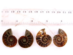 Ammonite Cut & Polished Jewellery Pairs, 1-3cm - AAA Quality - 3 Pairs