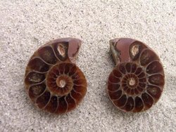 Ammonite Cut & Polished Jewellery Pairs, 1-3cm - AAA Quality 100 Pairs