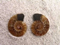 Ammonite Cut & Polished Jewellery Pairs, 1-3cm - AAA Quality 100 Pairs