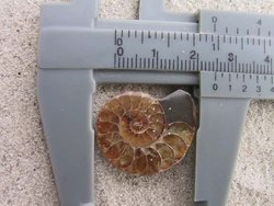 Ammonite Cut & Polished Jewellery Pairs, 1-3cm - AAA Quality 100 Pairs
