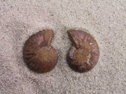 Ammonite Cut & Polished Jewellery Pairs, 1-3cm - AAA Quality 100 Pairs