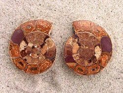 Ammonite Cut & Polished Jewellery Pairs, 3-5cm AA Quality 35 Pairs