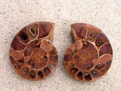 Ammonite Cut & Polished Jewellery Pairs, 3-5cm AA Quality 35 Pairs