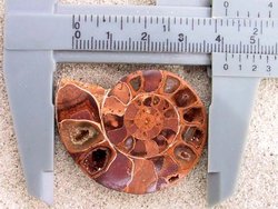Ammonite Cut & Polished Jewellery Pairs, 3-5cm AA Quality 35 Pairs