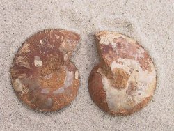 Ammonite Cut & Polished Jewellery Pairs, 3-5cm AA Quality 35 Pairs