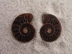Ammonite Cut & Polished Jewellery Pairs, 3-5cm AAA Quality 500 Pairs