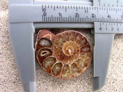 Ammonite Cut & Polished Jewellery Pairs, 3-5cm AAA Quality 500 Pairs