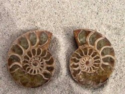 Ammonite Cut & Polished Jewellery Pairs, 5-7cm - AA Quality - 500 Pairs