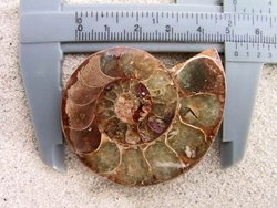Ammonite Cut & Polished Jewellery Pairs, 5-7cm - AA Quality - 500 Pairs