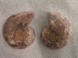 Ammonite Cut & Polished Jewellery Pairs, 5-7cm - AA Quality - 500 Pairs